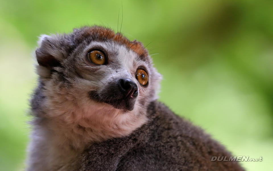 01 Crowned lemur (Eulemur coronatus)